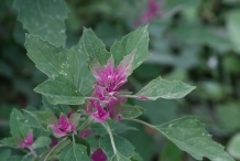 Leaves-of-Lamb's-quarter