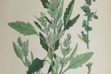 Plant-illustration-of-Lamb's-quarter