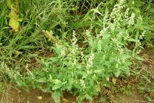 Plant-of-Lamb's-quarter