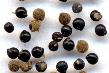 Seeds-of-Lamb's-quarter