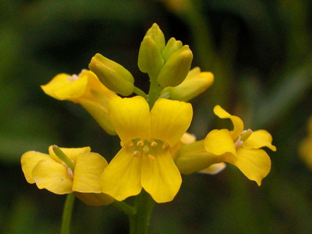 Closer-view-of-flower-of-Land-cress