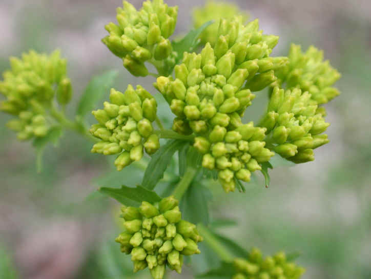 Flowering-buds-of-Land-cress