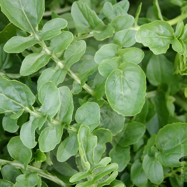 Leaves-of-Land-cress