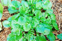 Land-cress-plant