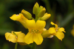 Closer-view-of-flower-of-Land-cress
