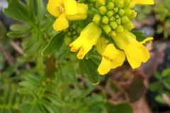 Flower-of-Land-cress