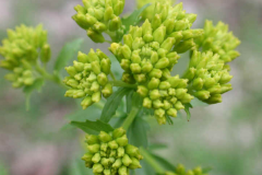 Flowering-buds-of-Land-cress