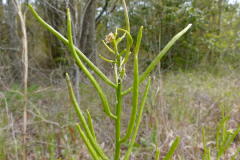 Immature-fruits-of-Land-cress