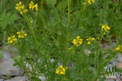 Land-cress-plant-growing-wild