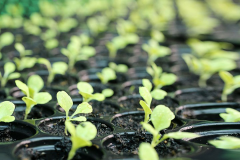 Land-cress-saplings