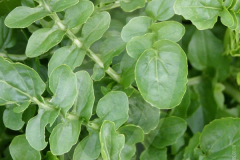 Leaves-of-Land-cress