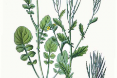 Plant-Illustration-of-Land-cress