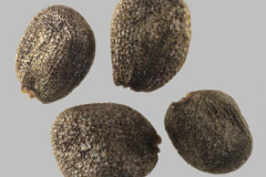Seeds-of-Land-cress