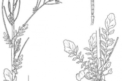 Sketch-of-Land-cress