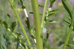 Stem-of-Land-cress