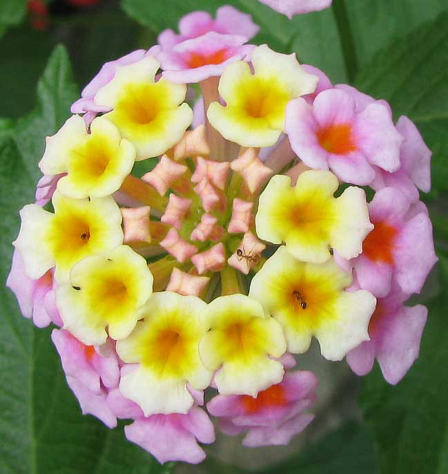 Closer-view-of-Flower-of-Lantana