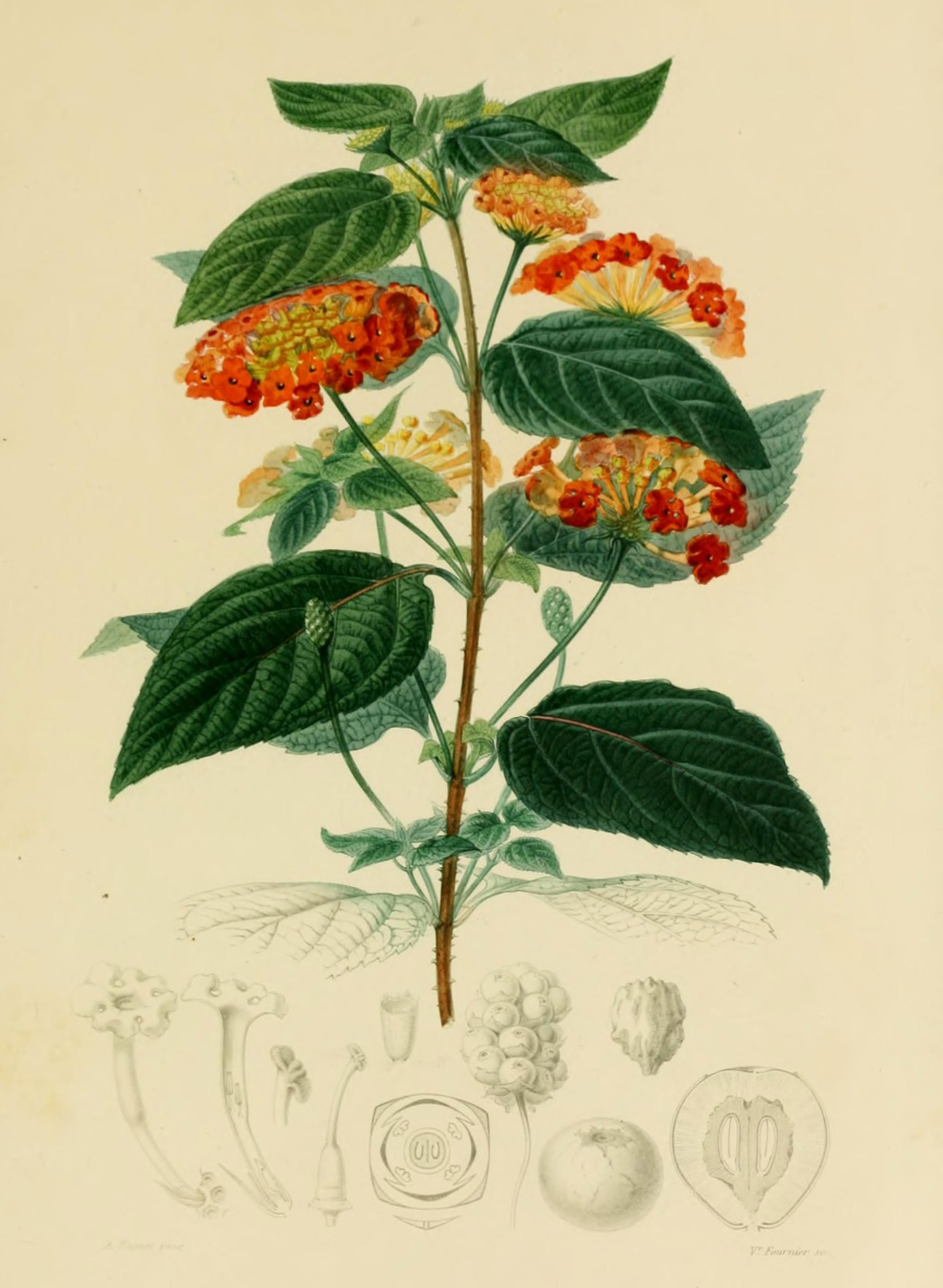 Plant-Illustration-of-Lantana