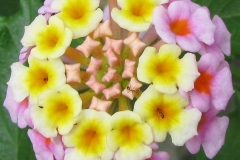 Closer-view-of-Flower-of-Lantana