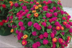 Different-varieties-of-Lantana