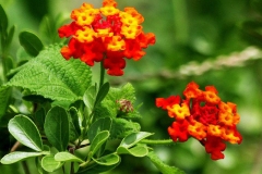 Flower-of-Lantana