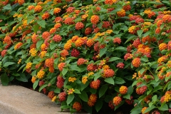 Lantana-plant