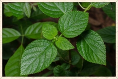 Leaves-of-Lantana-plant