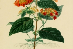 Plant-Illustration-of-Lantana