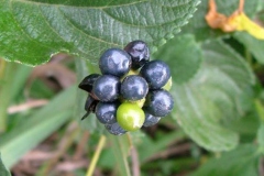Ripe-fruits-of-Lantana