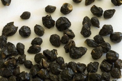 Seeds-of-Lantana