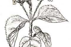 Sketch-of-Lantana-plant