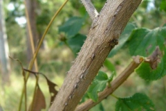 Stem-of-Lantana