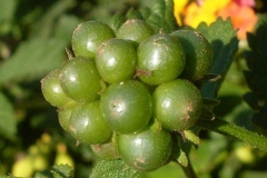 Unripe-fruit-of-Lantana