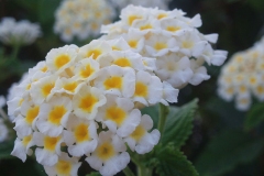 White-lantana