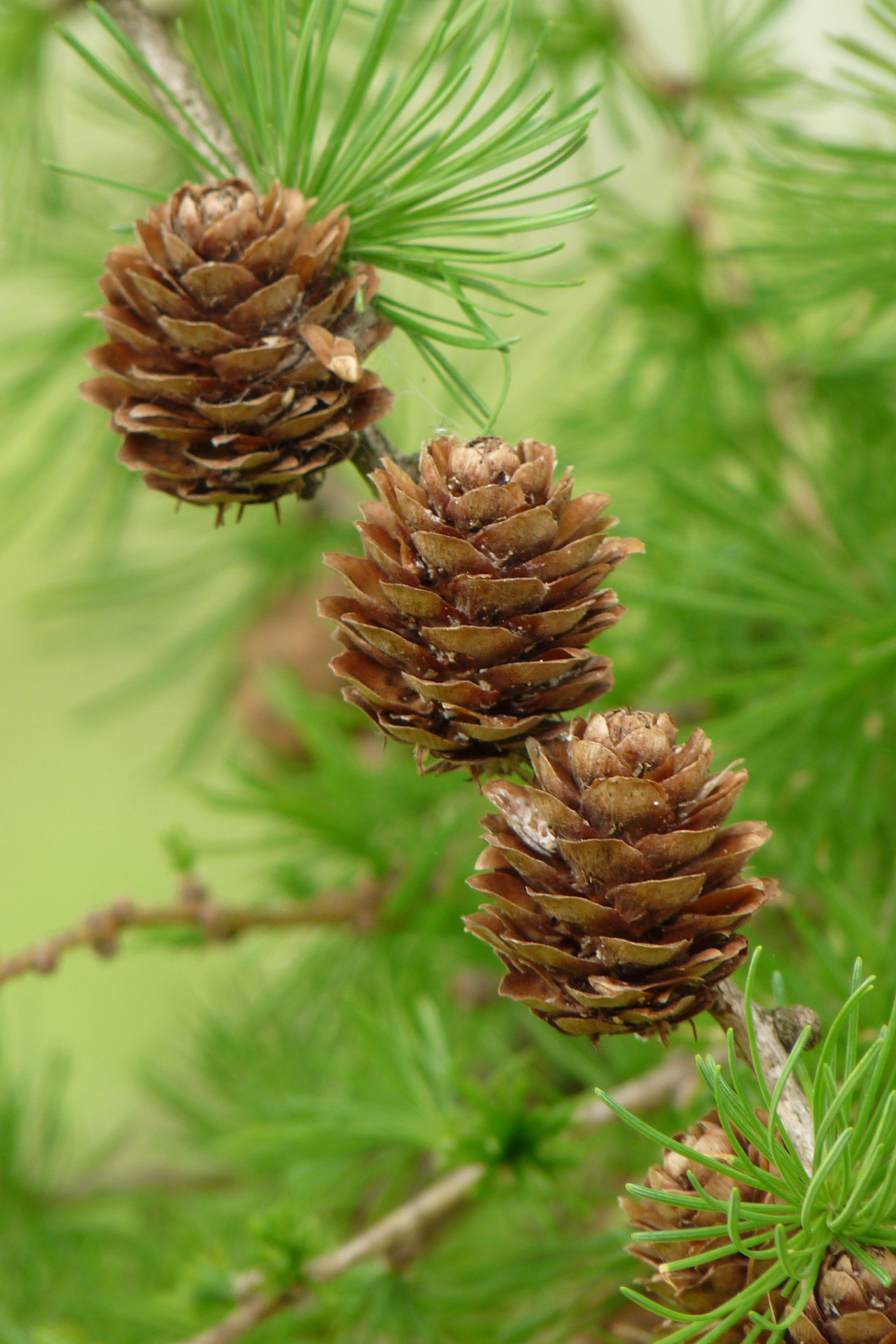 Плод хвойного. Лиственница Гмелина шишки. Лиственница Сибирская Larix sibirica. Лиственница европейская шишки. Лиственница Гмелина.