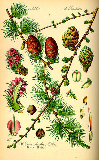 Plant-illustration-of-Larch