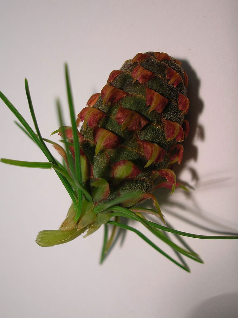 Seed-cone-of-Larch