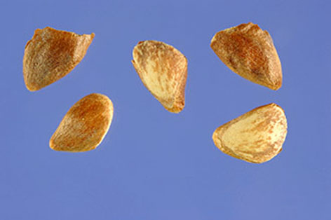 Seeds-of-Larch