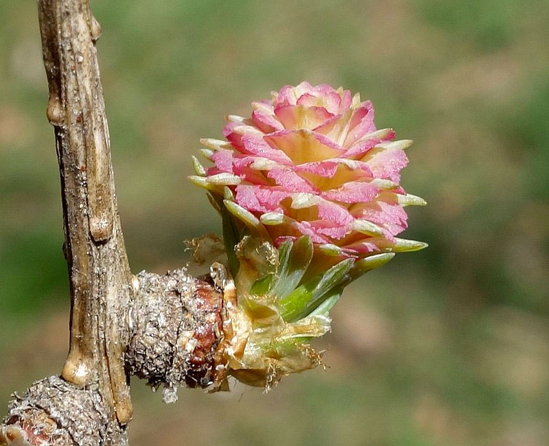 Young-female-cone-of-Larch