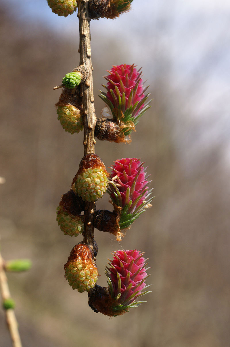 Young-seed-cones-red-and-pollen-cones-yellow-of-Larch