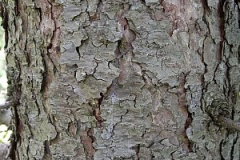 Bark-of-Larch