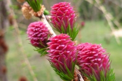 Female-cone-of-Larch