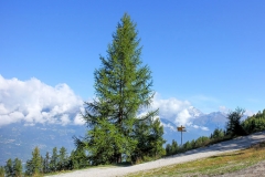 Larch-Tree