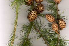 Larch-foliage-and-cones