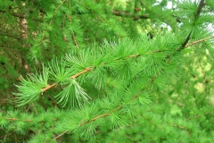 Leaves-of-Larch