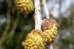 Male-cone-of-Larch