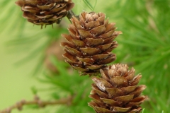 Mature-cones-of-Larch