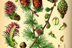 Plant-illustration-of-Larch