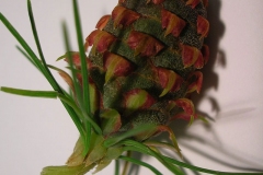 Seed-cone-of-Larch