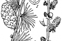 Sketch-of-Larch