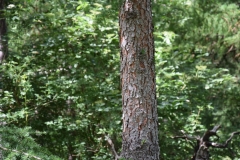 Trunk-of-Larch
